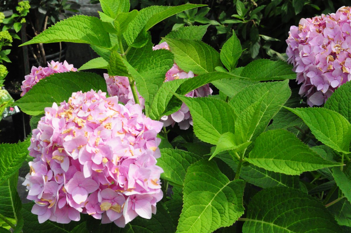 'Twist N' Shout' Hydrangea continues to blooms spring thro fall! Come by Oriental Garden Supply #FridayFlower #ROC