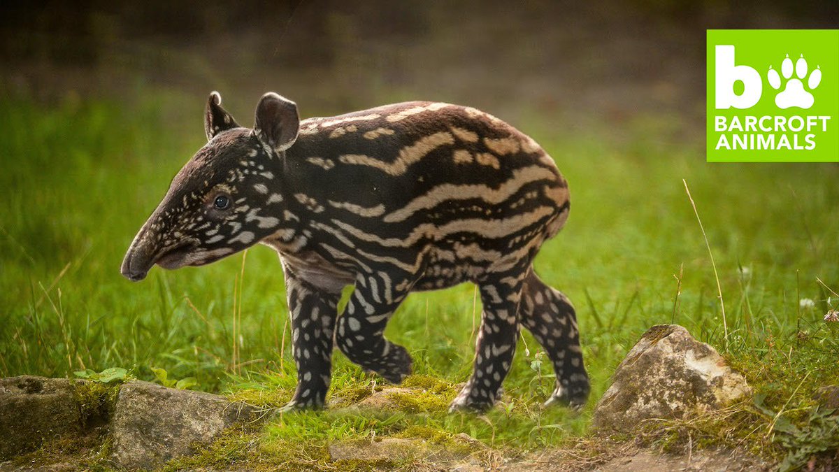 These tapirs are at the edinburgh zoo in scotland. baby tapirs (@babytapirs) | Twitter