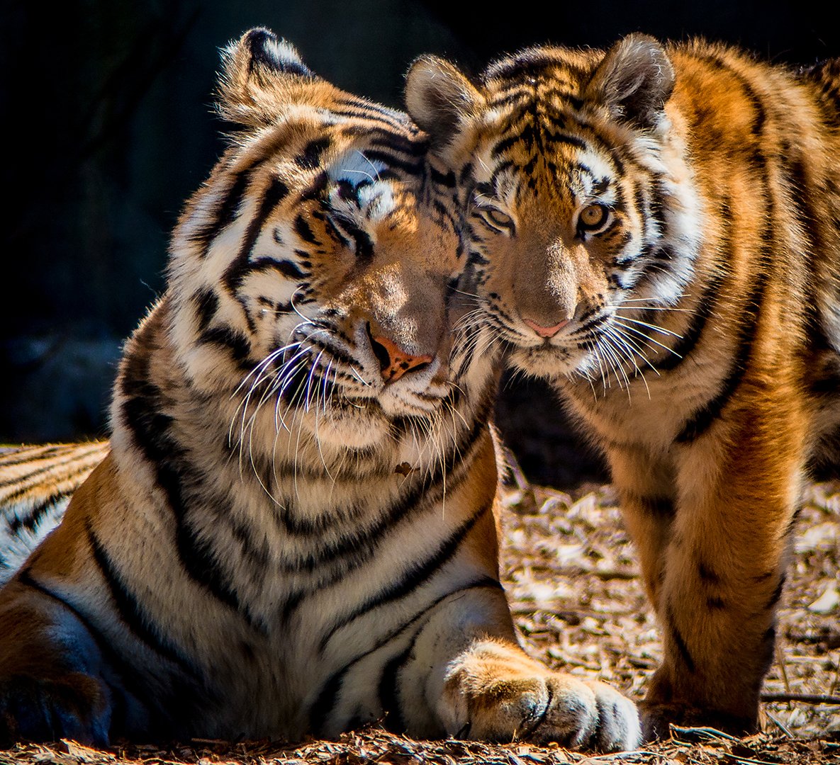 IndianapolisZoo's tweet photo. Sept. is #SaveaTiger Month. We're proud to show our support for Amur tiger #conservation! https://t.co/23MEyQ2iBi https://t.co/6BWsMqfNLe