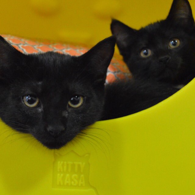 What's better than 1 black kittie hanging out in a KittyKasa? 2 #blackcats #adoptdontshop