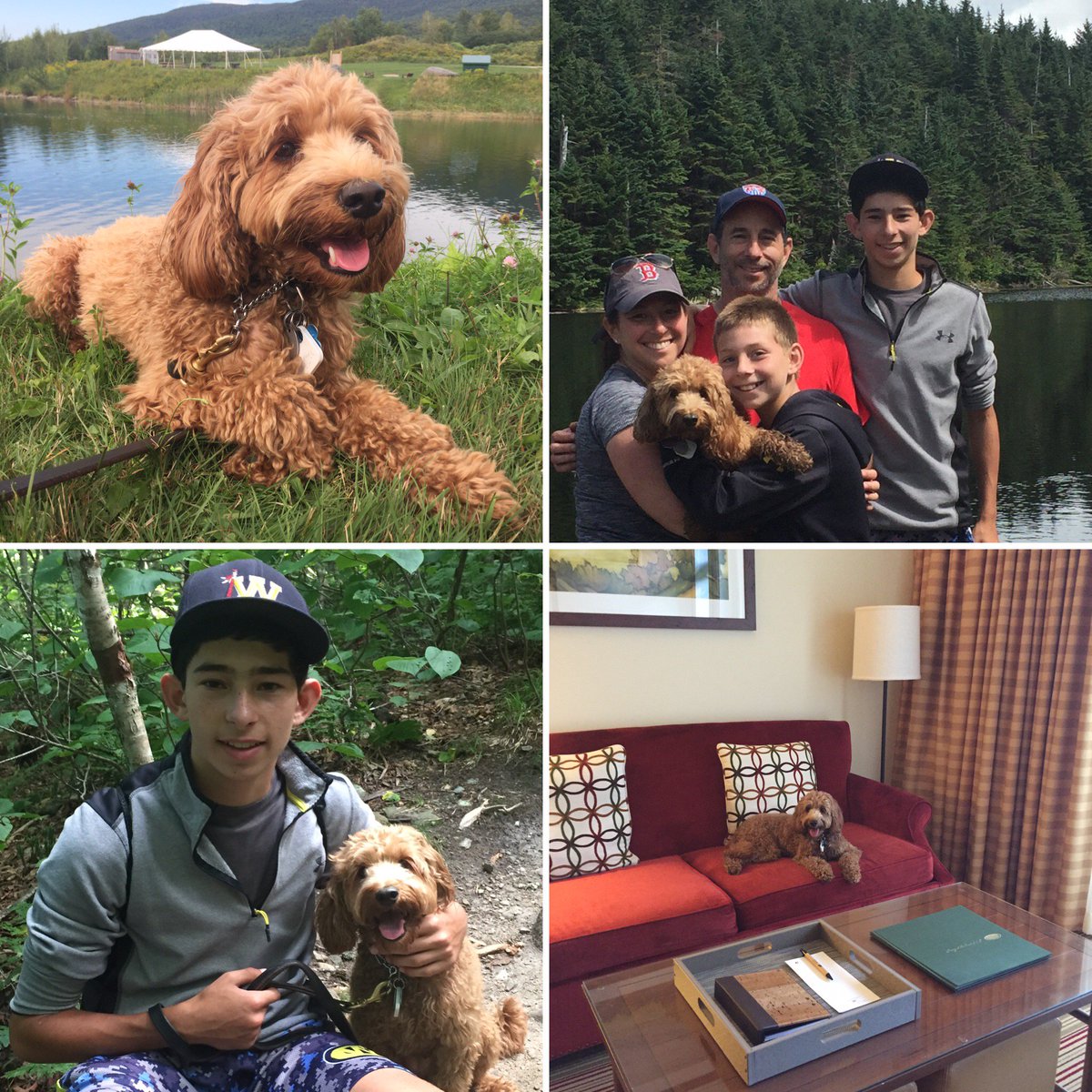 Bryce loved exploring Stowe, VT this summer! Such a dog-friendly town! #Stowe #HikingAdventures #DogsofTwitter