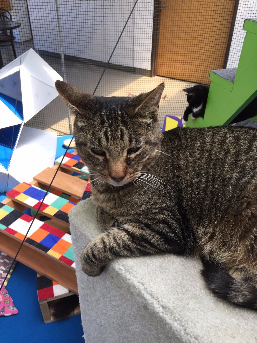 catsinresidence's tweet photo. It's the final weekend for #catsinresidence at @WorcesterArt, be sure to come see us! https://t.co/oAy4oXy3yk https://t.co/o1K9TkMbxE