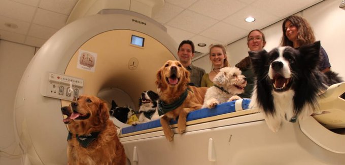 How much does your dog understand? CrXl93pWEAAbzzv