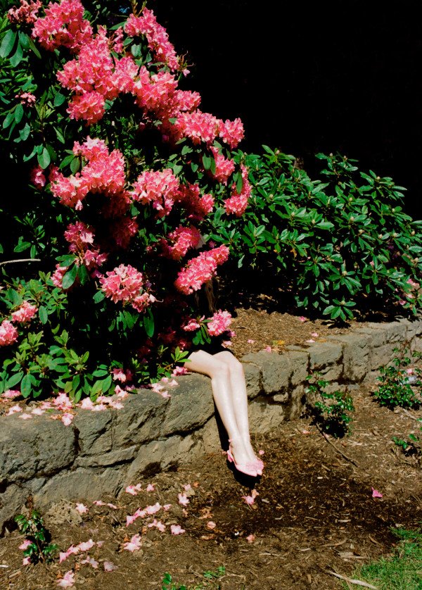 mermaidensblog's tweet photo. A trip to the rose garden by @jimmy_marble new on #Mermaidens! 🌸💐🌷 https://t.co/i0cpDaQ5xH https://t.co/LYWSH2zTHo