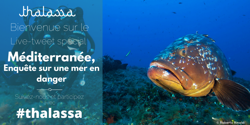 Thal_francetele's tweet photo. Bonsoir ! #Thalassa se penche sur les menaces qui pèsent sur la #Méditerranée : #bouesrouges, #pollution et #déchets https://t.co/vt8X2w1skZ