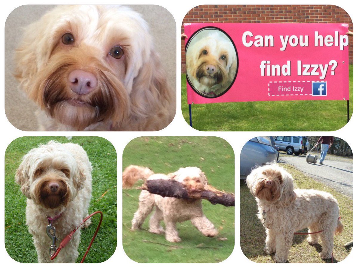 teresahugs's tweet photo. #FindIzzy #Cockapoo #Radcliffe #stolen #Manchester #missingdog 🐶❤️🐶❤️🐶 pls pls RT https://t.co/WK3ZK8cbAF