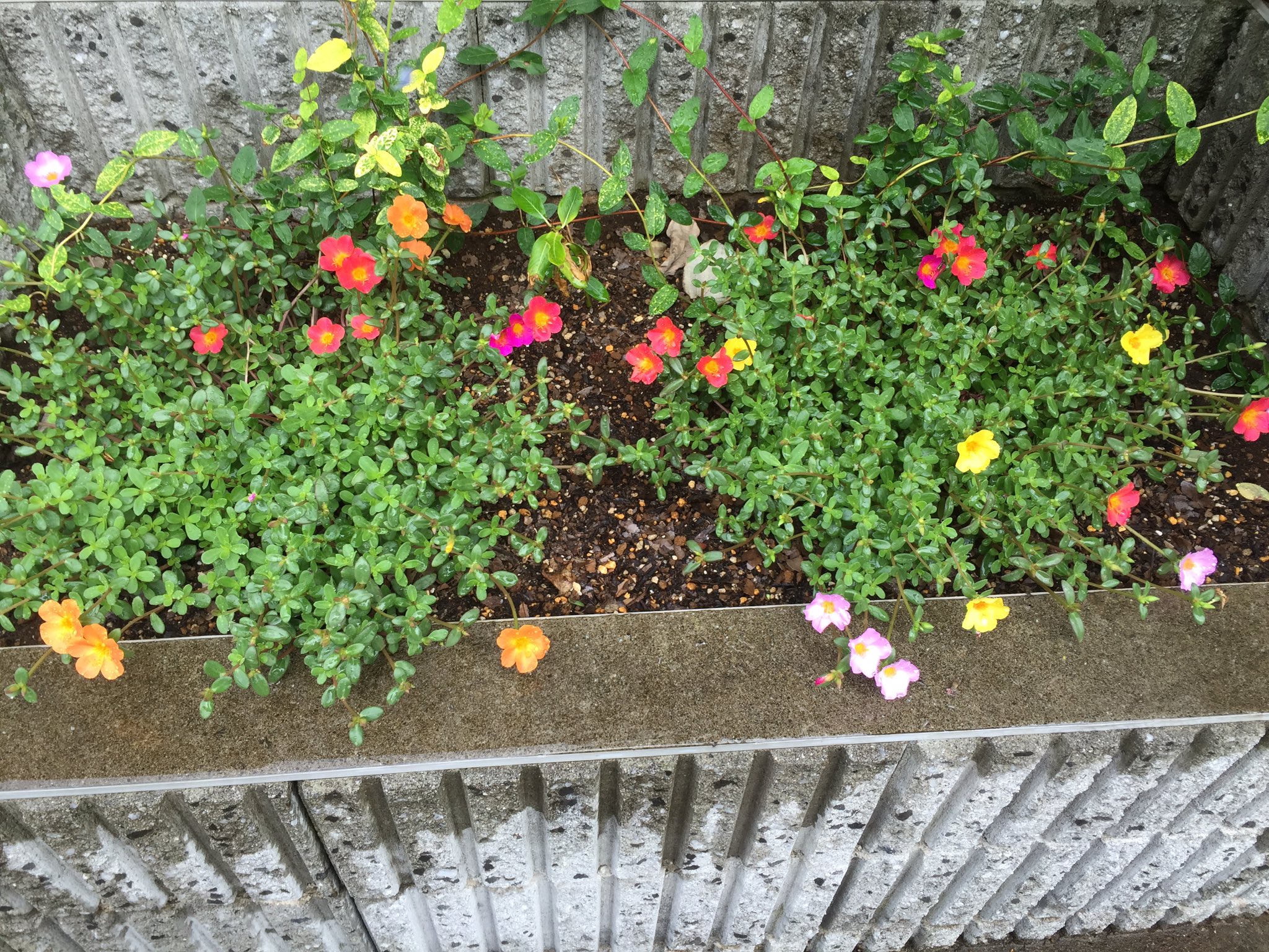 Uzivatel Nozomiyano Na Twitteru 生き残ったニチニチソウは鉢植えにし 空いた花壇にはマチコにポーチュラカ とプミラの仲間を植えて貰った 色とりどりのポーチュラカがめちゃめちゃ可愛い ŏ艸ŏ そしてポーチュラカもプミラも 名前を連呼したくなるほど響きが可愛い