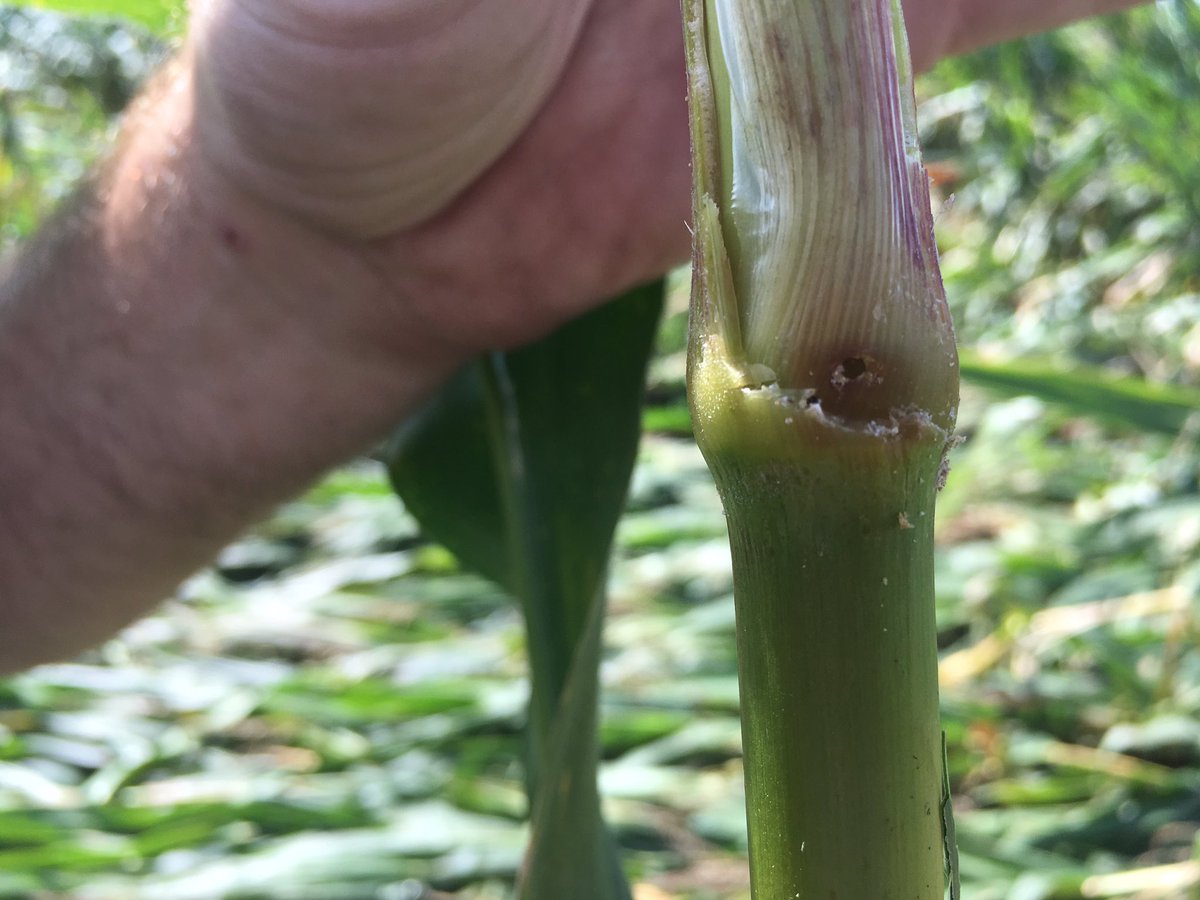 4wellskids's tweet image. Heavy Corn Borer pressure in multiple non-GMO corn fields.  Plan to harvest early.  @CPSDynagroSEIN