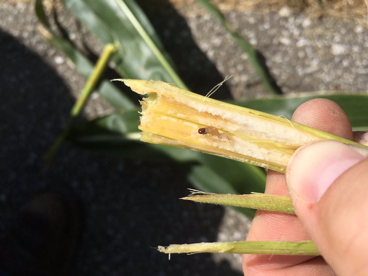 4wellskids's tweet image. Heavy Corn Borer pressure in multiple non-GMO corn fields.  Plan to harvest early.  @CPSDynagroSEIN