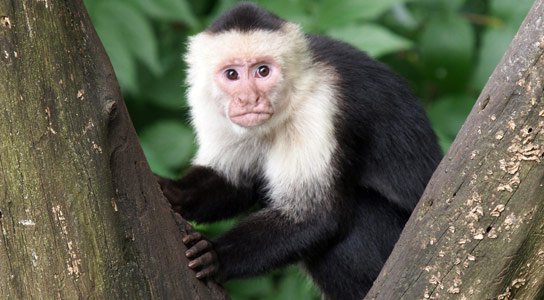 Capuchin male monkeys urinate on themselves to attract a mate.