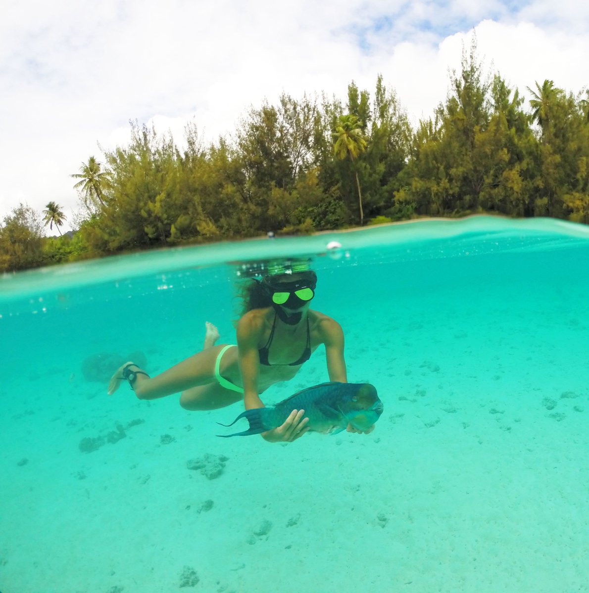 SurfingTravels's tweet photo. Early morning catch 🐟 📷:@knektaus @knektusa #fishing #spearfishing #speara #parrotfish #tahiti https://t.co/eEf9o0lazC