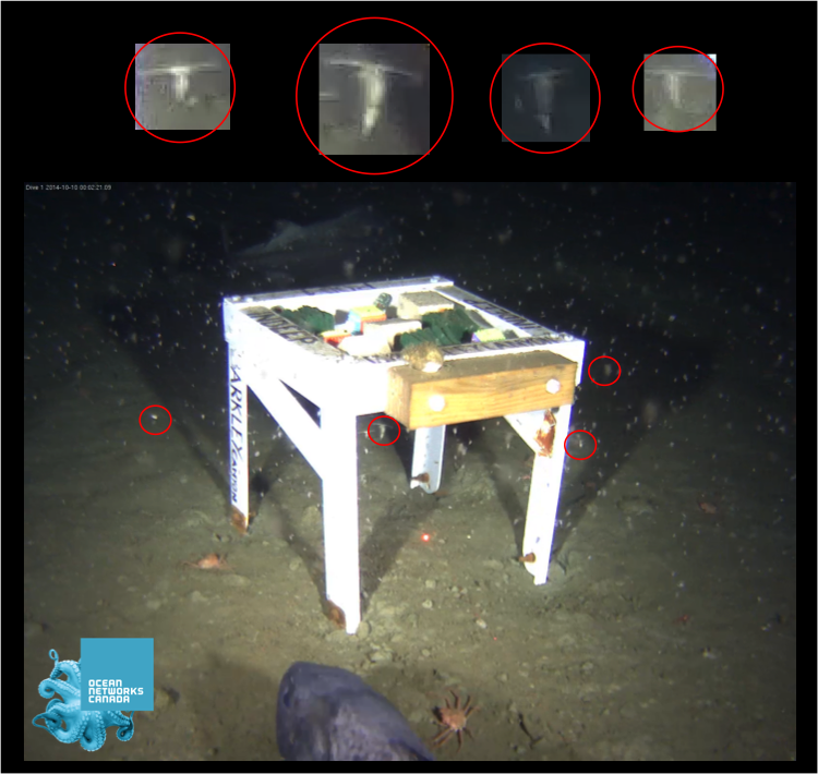 Ocean_Networks's tweet photo. The latest #submarinecanyon research + highlights from #INCISE2016 https://t.co/IZc5Er0gMP #MPA #deepsea #oceans https://t.co/rTyn7sOQhb