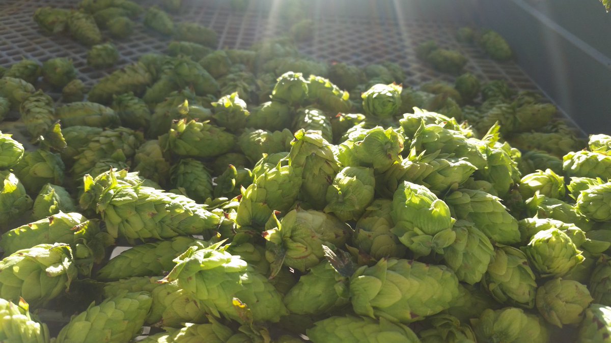 Schneidershops's tweet photo. Hop Harvest 2016 #216 #330 #localhops #freshops #saaz https://t.co/bqErzUfVAj