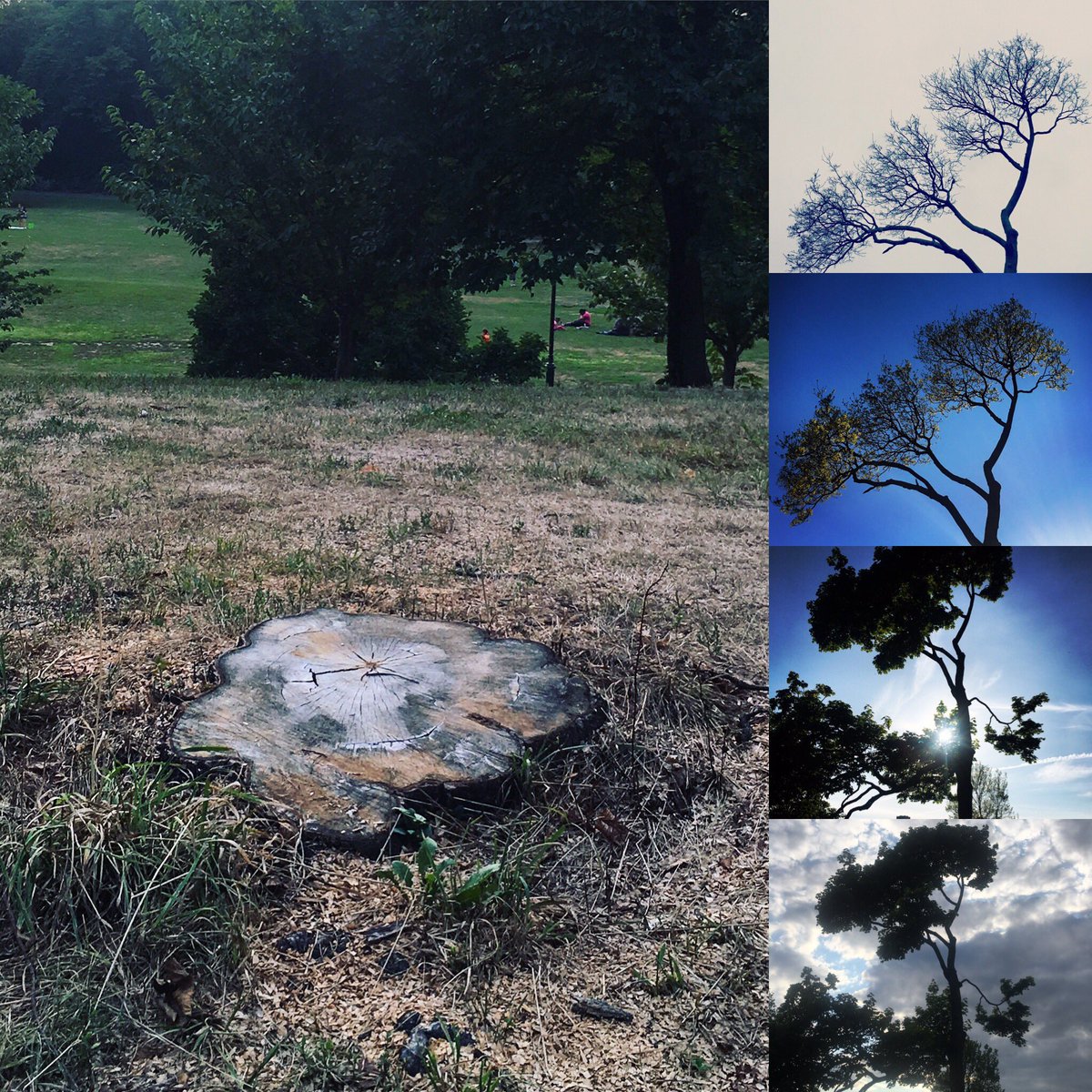 themarginalian's tweet photo. Heartbroken beyond words to find my favorite tree, of which I've taken many portraits over the years, cut down. https://t.co/Wrw3QU3xy6
