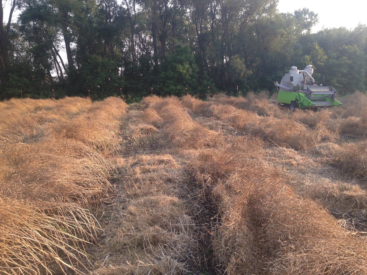ScottHenryBCS's tweet photo. Sclerotinia nursery harvested!  Best treatments yielded 30-35% better than unsprayed.  #ProlineTime was one of them! https://t.co/YeiqkbrHfV