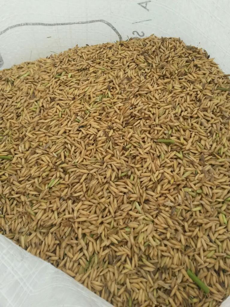 evalopezs's tweet photo. Inicio cosecha de arroz UPT Barinas sede Pedraza https://t.co/5d26KI4WaG @DavOjeda