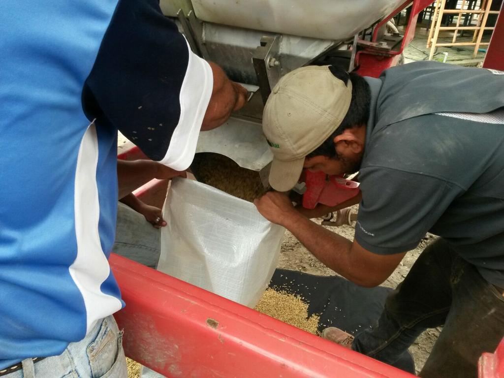 evalopezs's tweet photo. Inicio cosecha de arroz UPT Barinas sede Pedraza https://t.co/5d26KI4WaG @DavOjeda