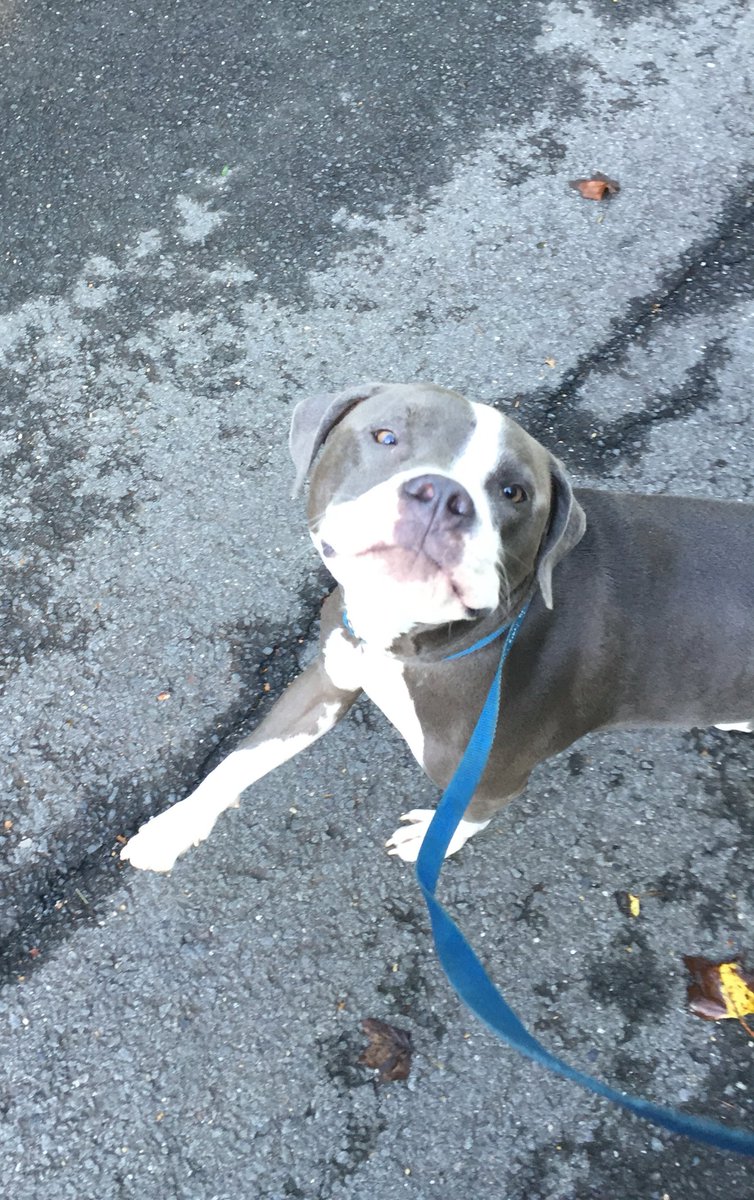 DMV DOGS LLC tweet media