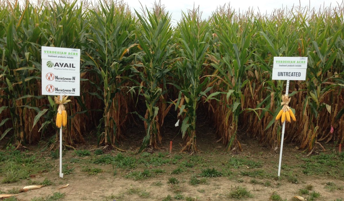 jpullin4's tweet photo. @verdesian fertility protection in Indiana. Up to 42 bushels advantage to @verdesian products! #Takeoff #nutrisphere https://t.co/emxxAqWyaw
