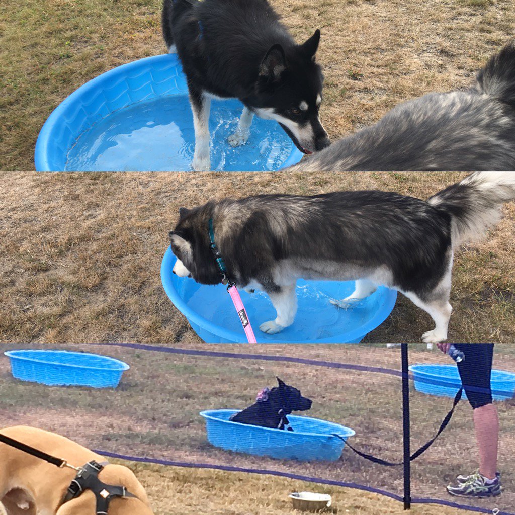 propoolnh's tweet photo. The dogs are beating the heat at the #arlnh pet fair https://t.co/MYu8jp606P