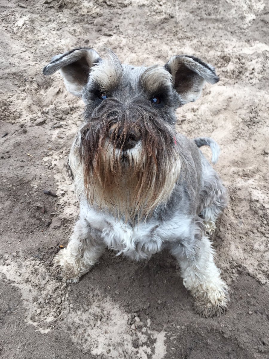 minimollyw's tweet photo. Pfft. 'Rolling in sand'? Where's your evidence? https://t.co/9fG2RxOxHE