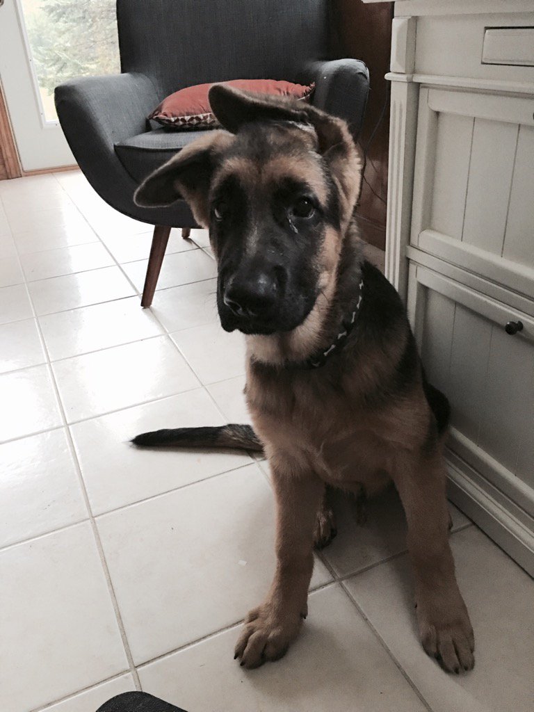 LisaSabinWilson's tweet photo. Woof https://t.co/d41LmY0bcx