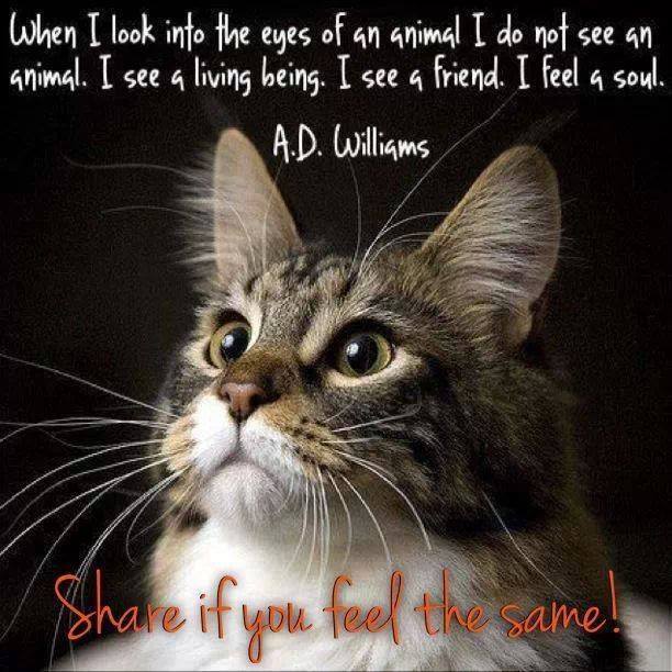 Lovely words, beautiful #cat Tweet added by Cat Porn ...