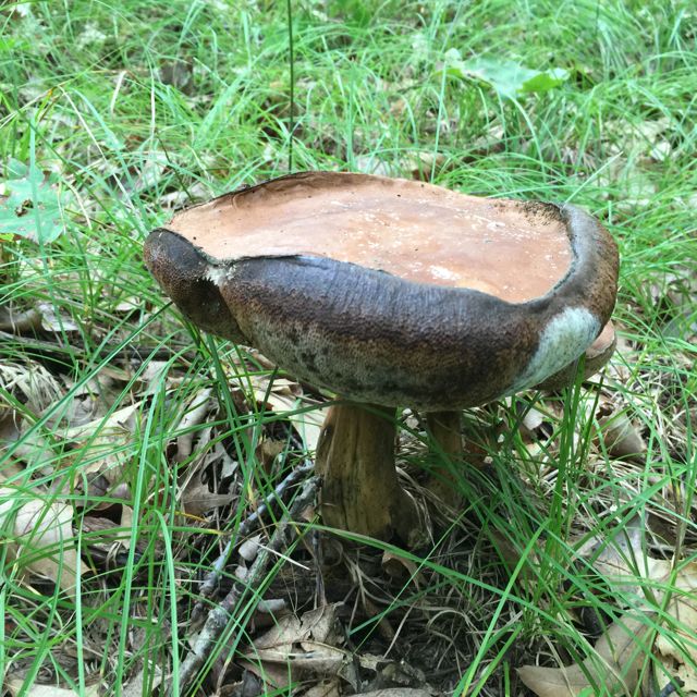 CwdickD's tweet photo. (2/2) and a few more #fungi from #UM_ESGR yesterday (including the orange "chicken of the woods") https://t.co/ytU5RBgRCt