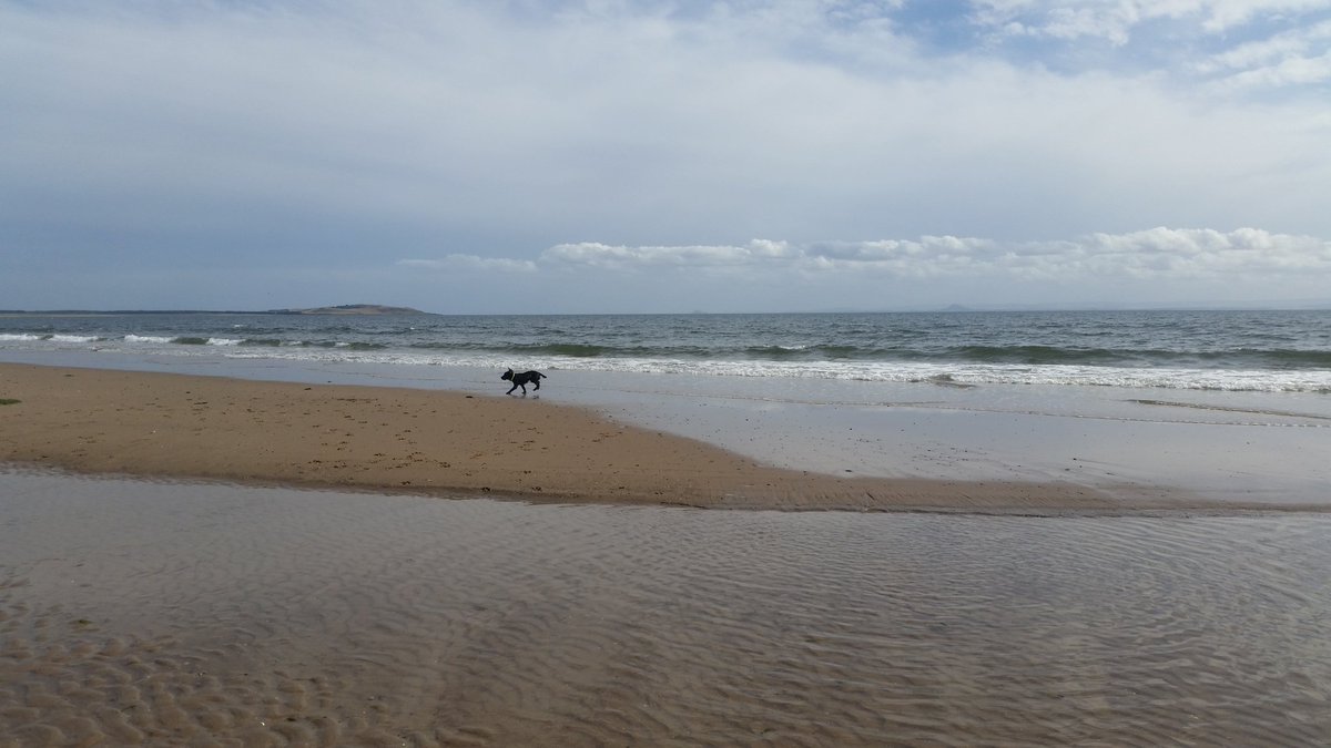 RuthDavidsonPC's tweet image. Fair to say his first introduction to the beach has proved popular.... #wetdog #SunnyFife #puggled