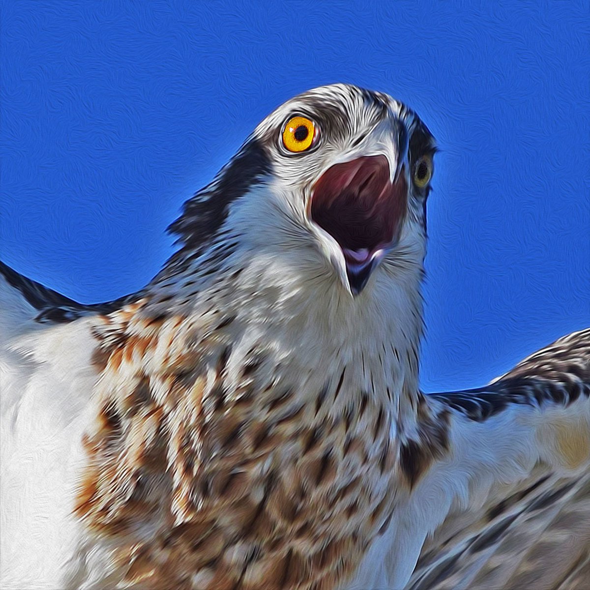 Muzza9958's tweet photo. Call of the wild
Osprey calling for its mate.
#Birds #Osprey #Photography #Art 
https://t.co/BdfIjQhwNm https://t.co/owePqK2vja