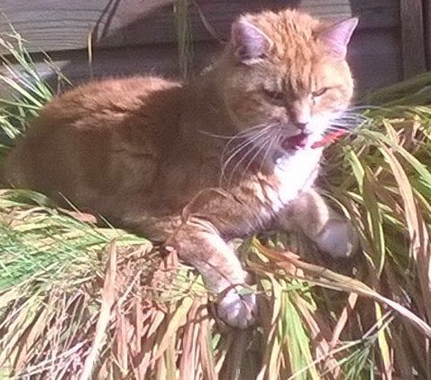 QuaidLynsey's tweet photo. Just discovered why your plant keeps getting flat mum.. #SitWhereILike https://t.co/B41SE5xf2r