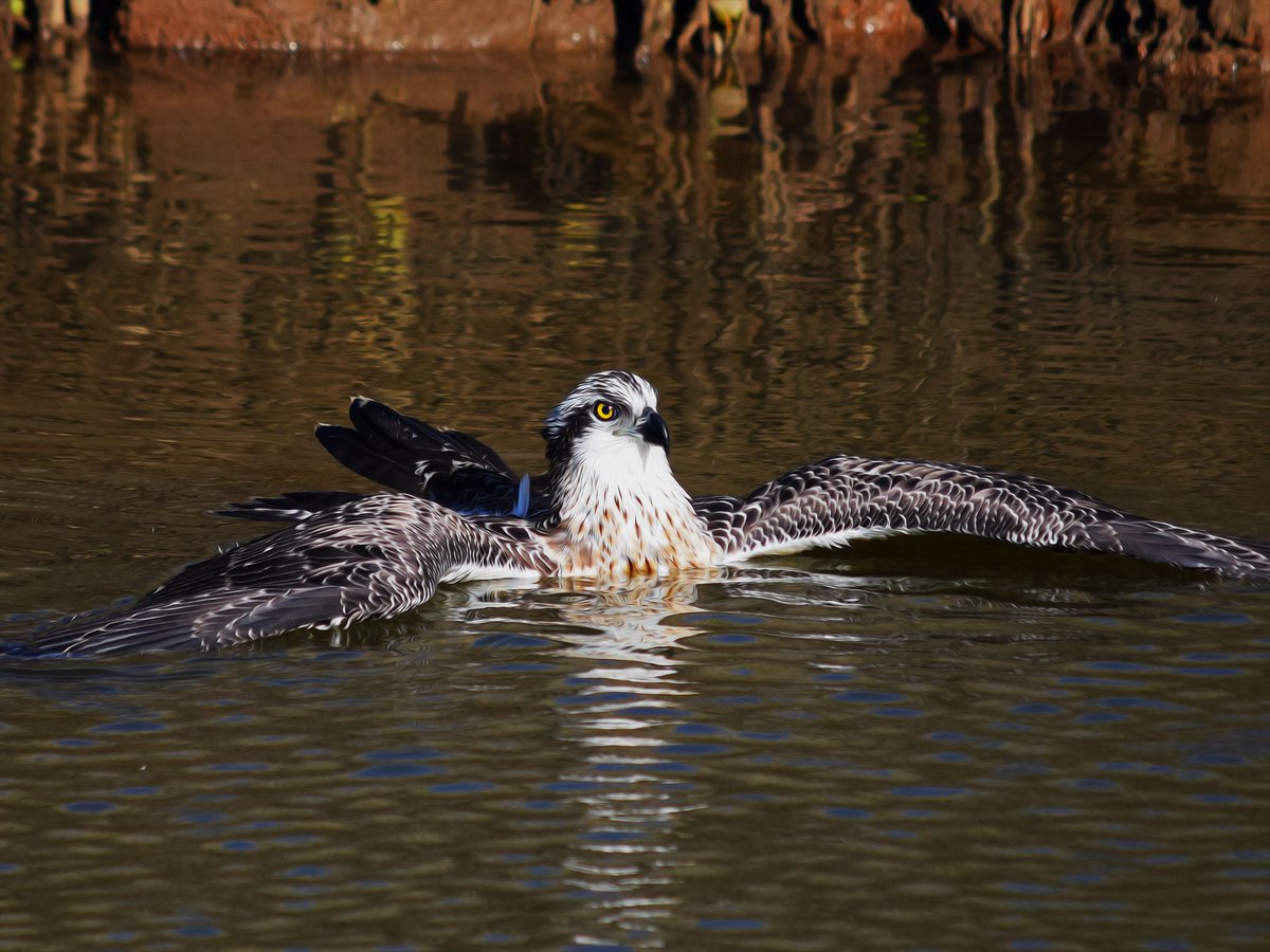 Muzza9958's tweet photo. Just relaxing.
#Birds #Osprey #Photography #Art 
https://t.co/BdfIjQhwNm … https://t.co/Vo9gb0BhOa