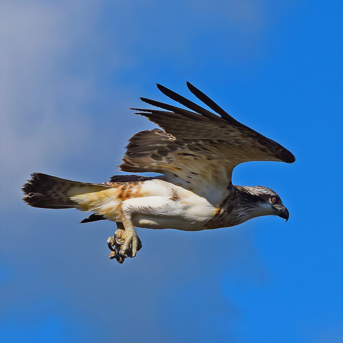 Muzza9958's tweet photo. Time for a bath.
#Birds #Osprey #Photography #Art 
https://t.co/BdfIjQhwNm … https://t.co/dFlEwMuzuC