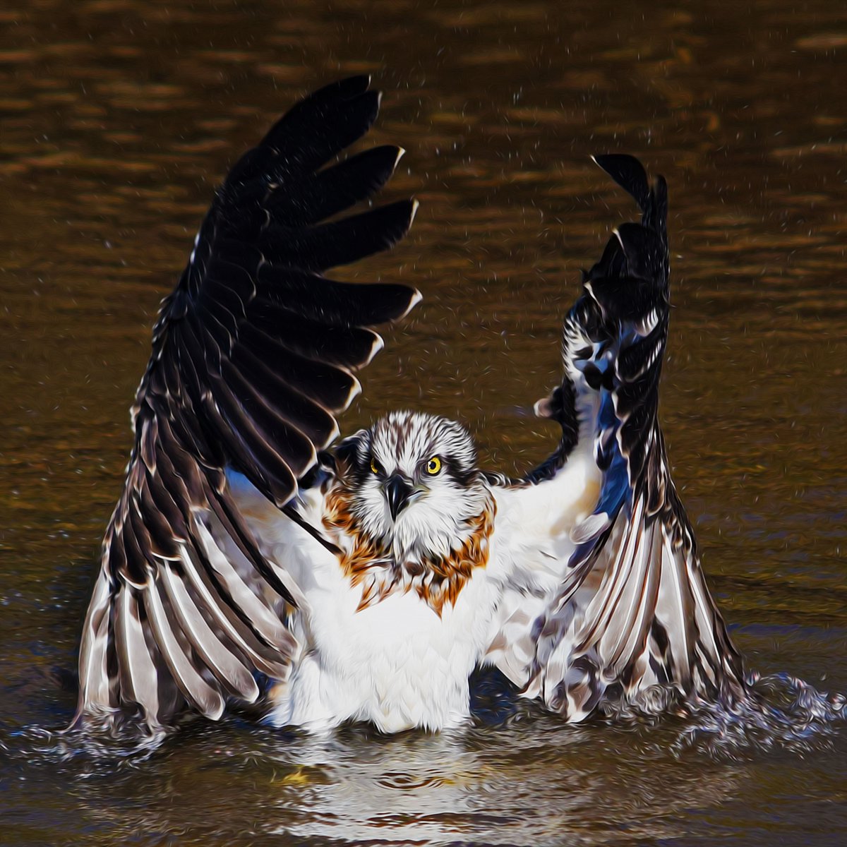 Muzza9958's tweet photo. Make sure I wash everywhere.
#Birds #Osprey #Photography #Art 
https://t.co/BdfIjQhwNm … https://t.co/OKKlZVjzg6