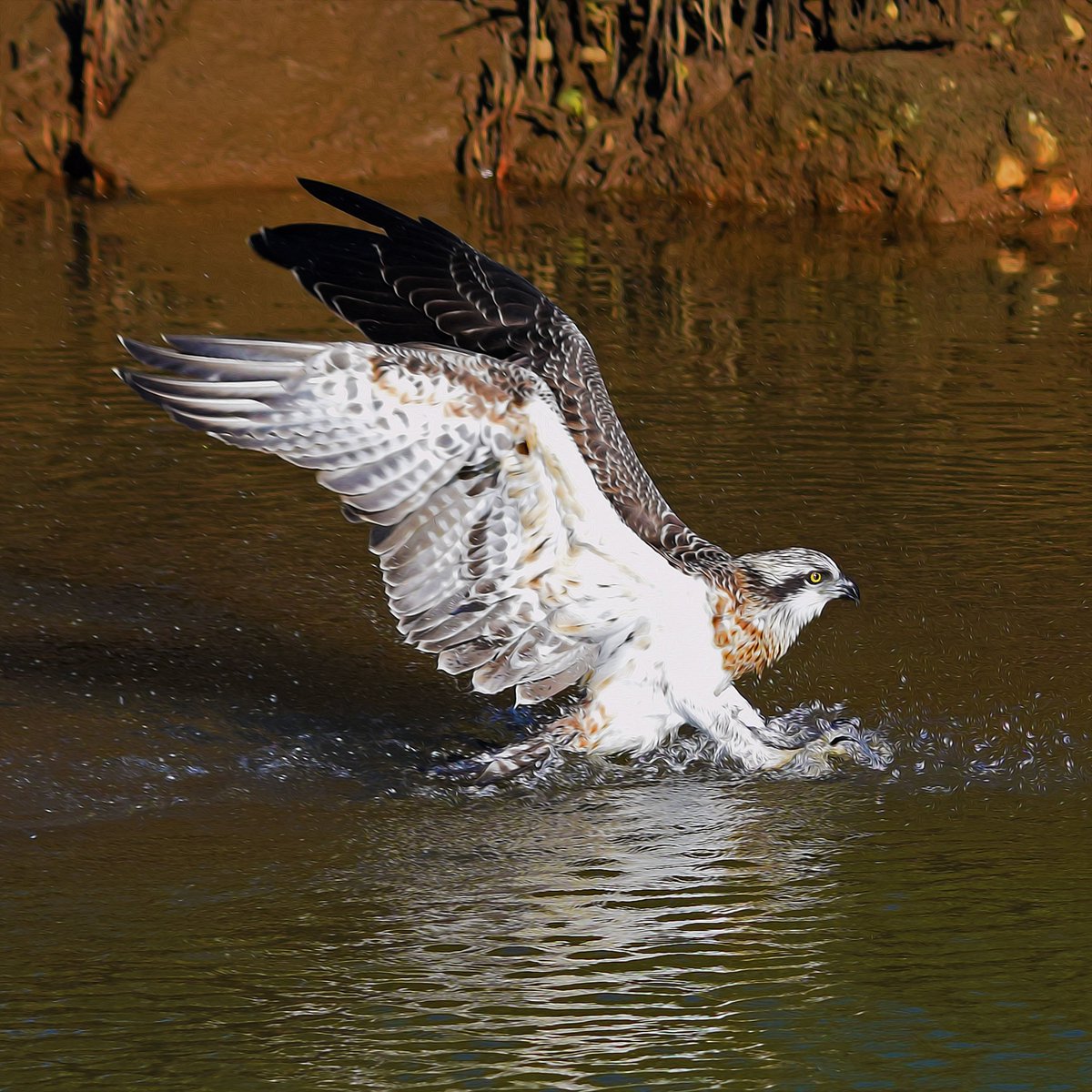 Muzza9958's tweet photo. Splash down!
#Birds #Osprey #Photography #Art 
https://t.co/BdfIjQhwNm … https://t.co/sMBh1BtaWT