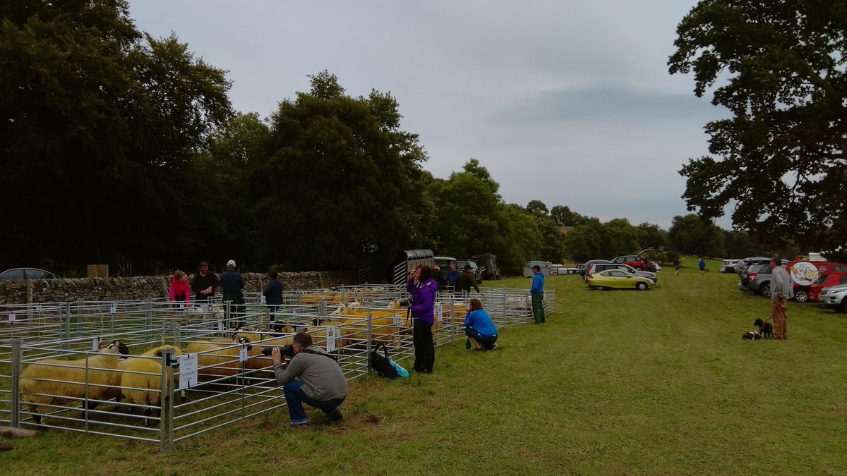 HarbottleShow's tweet photo. Getting under way at Harbottle Show sheep assembling for judging @EventsNE @ynorthumberland #EventsNE #northeasthour https://t.co/3yKRovbVgf