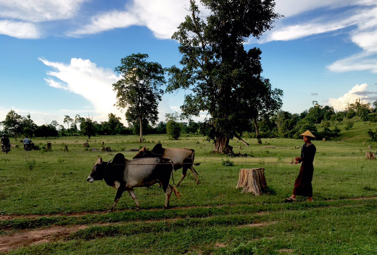 A cowboy in northern Sagaing pastures his cows on the grassy hill which used to be forested, #Myanmar #ForestLoss