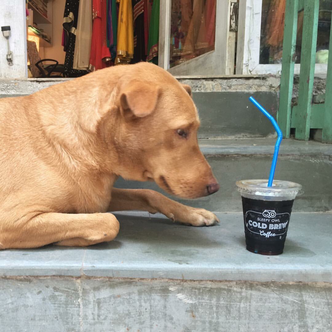 sleepyowlcoffee's tweet photo. He loves our #coldbrew & so will you Get your #coldbrewontap at https://t.co/M24xXFhcCm & share your #caffeine love! https://t.co/TCBsx7C3EY