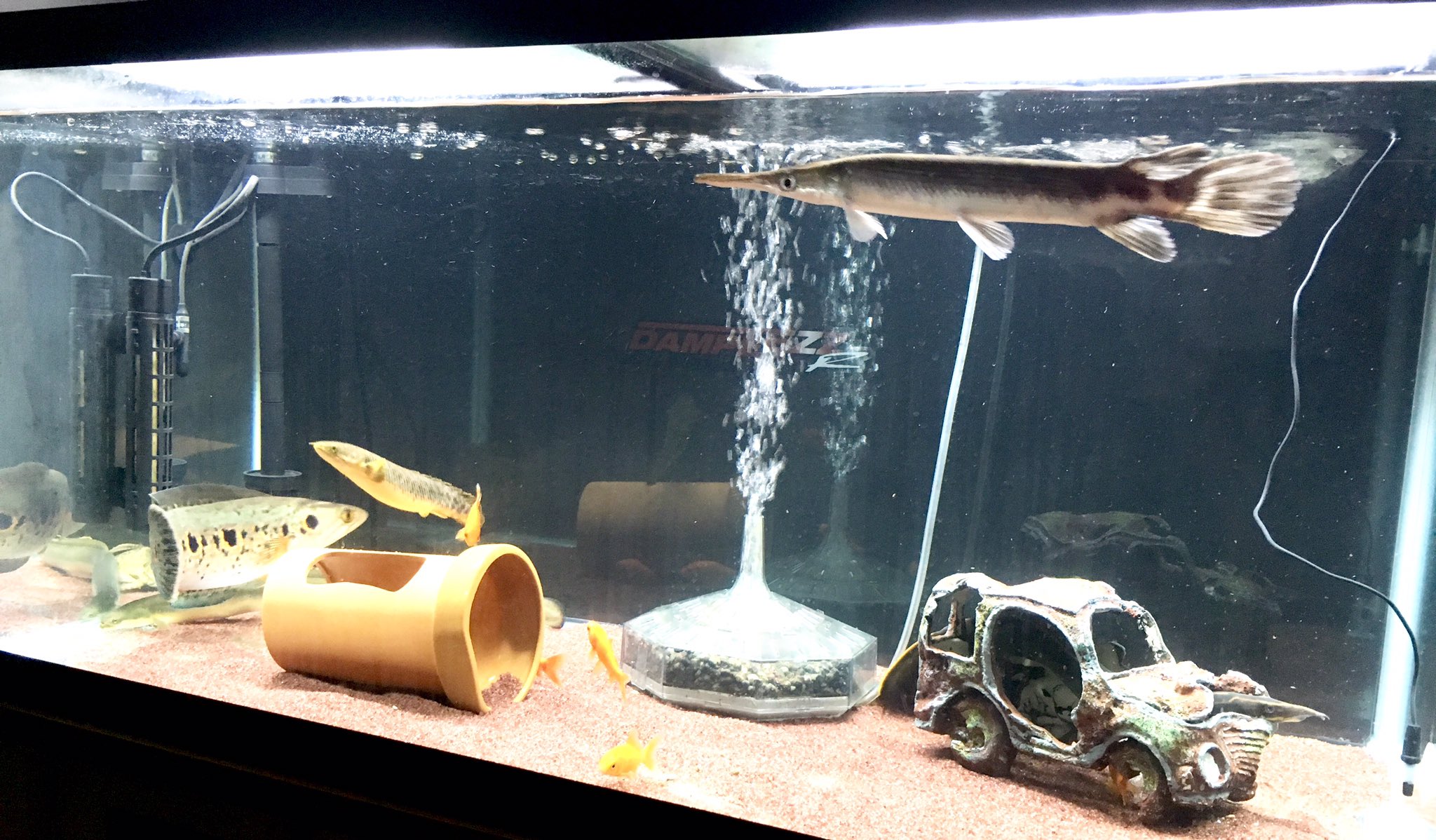 おじや あずにゃん 熱帯魚 肉食魚 スネークヘッド 餌やり ワイルド ウナギ ガー 水槽 アクアリウム フラワートーマンとトロピカルガーさん 何だかんだ仲良く混泳してくれてる T Co M2hdsc8po0 Twitter