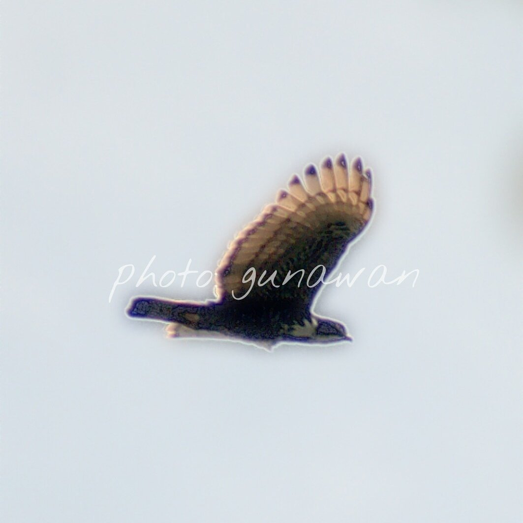 apuila12's tweet photo. Flying Nisaetus alboniger... https://t.co/Xi5RfDld8b