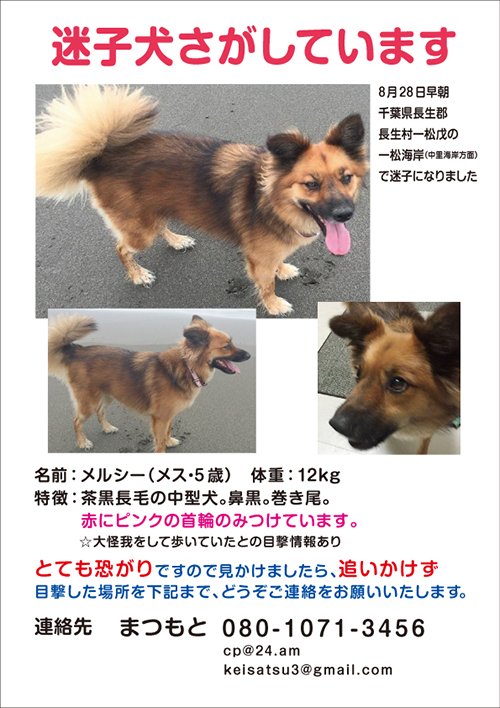 chibawan_info's tweet photo. 【HP新着情報】迷い犬「メルシー」をさがしています https://t.co/Z8XhgWRjs8 https://t.co/PRsvLPWdUL