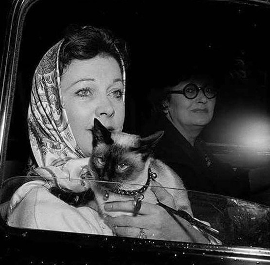 VivienLCircle's tweet photo. Happy Caturday!! #vivienleigh #cats #starsandtheircats #movielegends #siamesecat #tcmpaty #vintagestyle #headscarf https://t.co/XtKXmEUenT