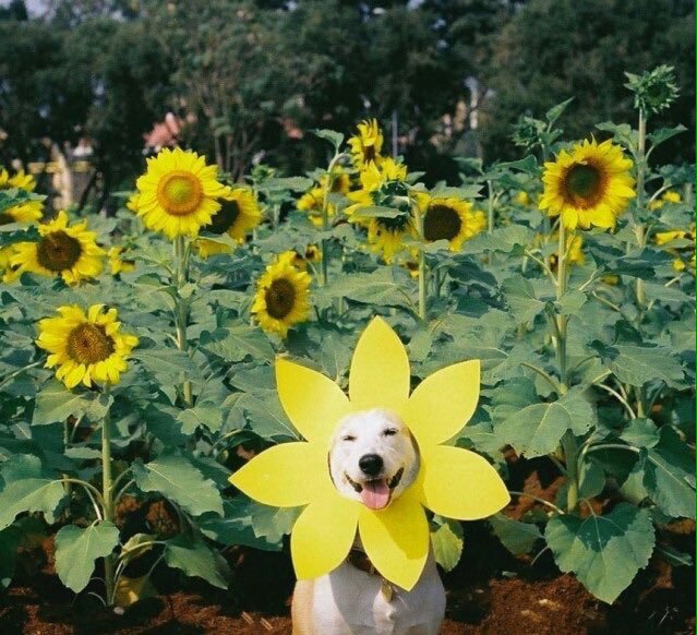 GOPASTABOY's tweet photo. Will This Sunhsin e Dog Wak eu All Up https://t.co/tMprXgt1dt