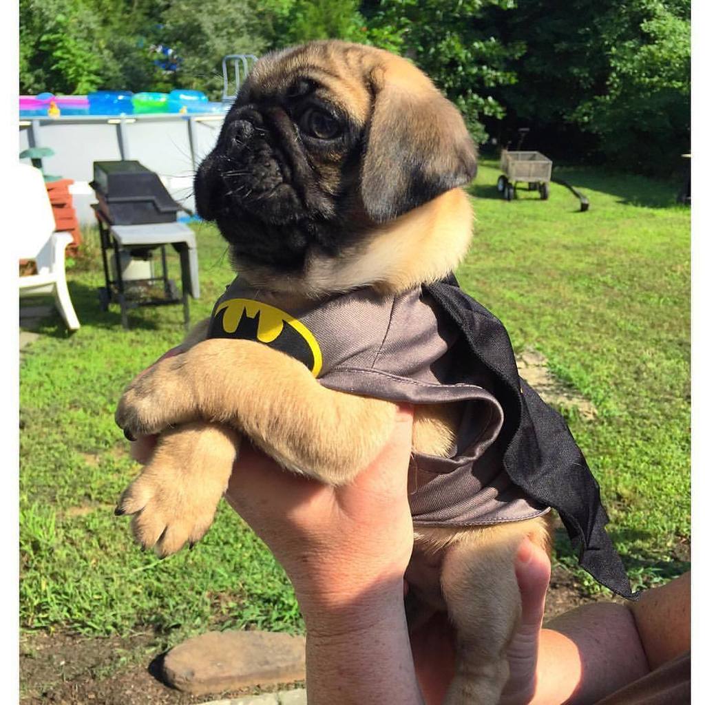 pugsloveronly's tweet photo. Nanananana
@vinnie__the__pug Batpug to the rescue 🐶😎 #vinniethepug #savinglives #batman #pugpuppies #pugsofinstagra… https://t.co/1Tvo3jhWOv