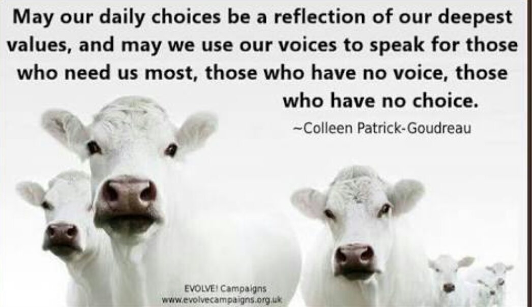 PLVNT Vegan (@plvntvegan) on Twitter photo 