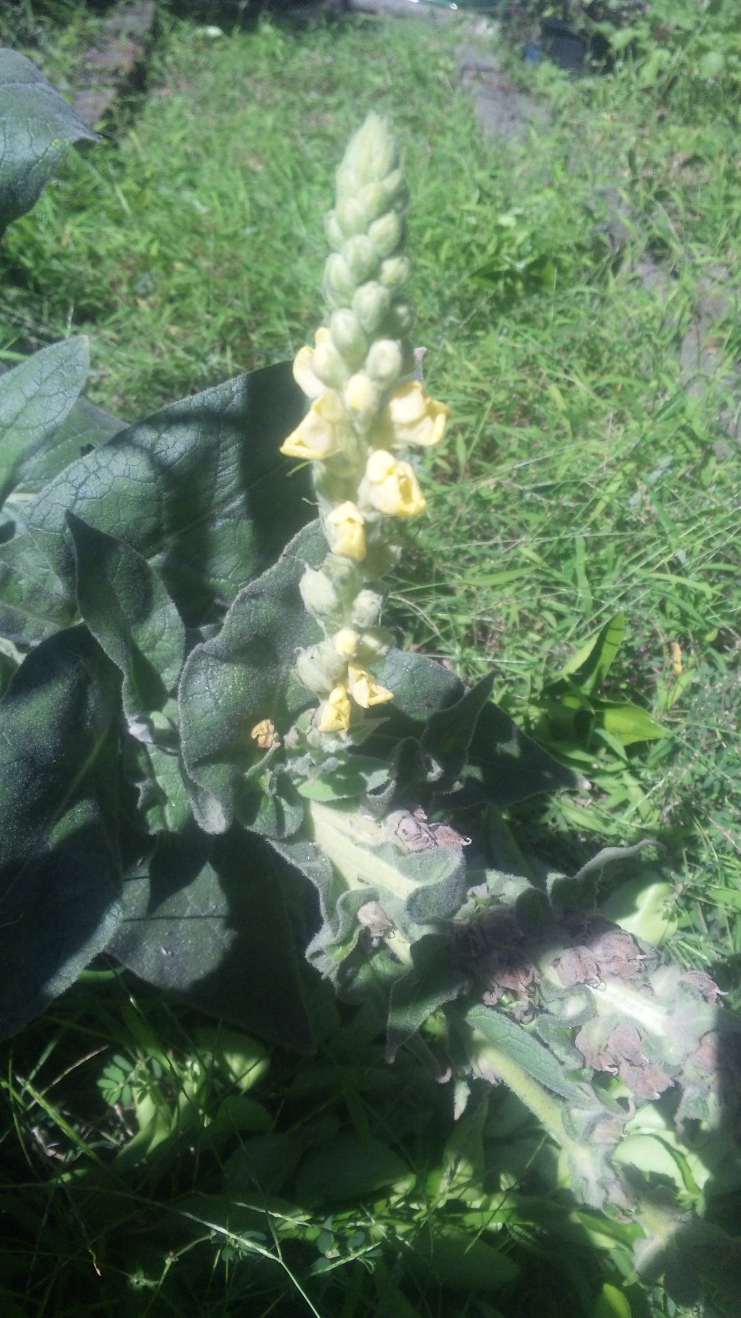 近藤誠一 問題の植物 6月に雑草のわりには葉っぱが大きい 枯れそうな葉っぱを試しに植え直し 7月高さ100 8月 150 伸び方半端ない黄色い花 あなたは何者ですか もう１つは昔からあった植物だけど 花はお初にお目にかかりました T Co