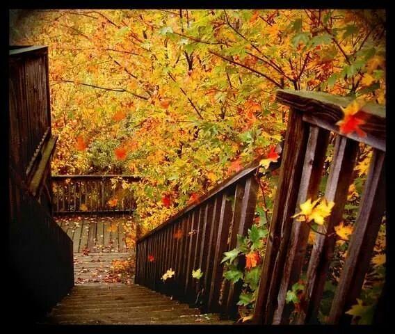 ber_ist_'s tweet photo. Sanmasınlar 
yıkıldık, sanmasınlar çöktük. 
Bir 
başka bahar için, 
sadece yaprak döktük..

Hz. Mevlana https://t.co/4KTb4Z2P1H