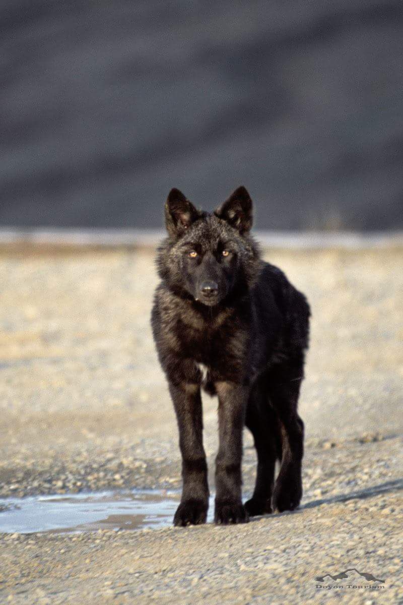 AEAllen27's tweet photo. #Wolves #DenaliNationalPark #SaveDenaliWolves #ProtectDenaliWolves
So many are heart.... https://t.co/l6U08JERvi https://t.co/O88IexIpt9
