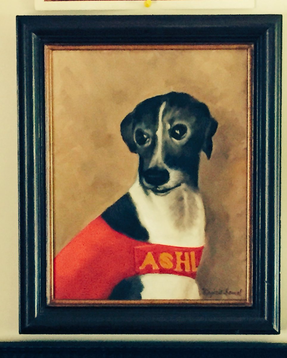 whippetmix's tweet image. @ashleywhippet I wish I could soar like this legend!  #ashleywhippet #k9frisbee #discdog