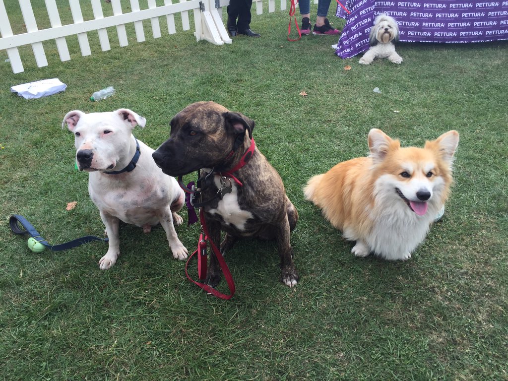 Pup Aid 2026 tweet media